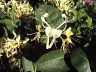 kaprifolium nær.JPG - 